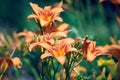 Beautiful orange flowers of Hemerocallis fulva blooms in a garden on a summer sunny day Royalty Free Stock Photo