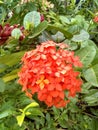 Beautiful orange flowers - Hermosas flores naranjas