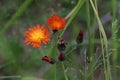 Beautiful orange flowers of Hieracium aurantiacum or Orange Hawkweed Royalty Free Stock Photo
