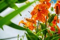 Beautiful orange flowers lily on background blue sky Royalty Free Stock Photo