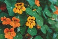 Beautiful orange flowers of Nasturtium in a summer garden Royalty Free Stock Photo