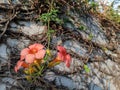 Beautiful orange flowers and the old, cluttered wall