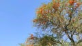 Beautiful orange flowers of Rohida tree Tecomella Udulata with blue sky