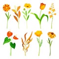 Beautiful orange flowers set. Escholzia, tulip, calendula, marigold plants, elegant floral design elements vector Royalty Free Stock Photo