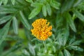 Beautiful orange French marigold in garden