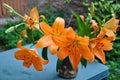 Orange spring lilies tigerlily Royalty Free Stock Photo