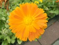Beautiful Orange Garden Flower Calendula Close Up