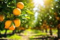 Beautiful orange garden. Fresh ripe oranges hanging on trees in orange garden. Details of Spain Royalty Free Stock Photo