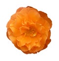 Orange Rose Flower Isolated on White Background Royalty Free Stock Photo