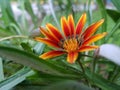 Beautiful Orange Gazania flower as know as African daisy flowers Royalty Free Stock Photo