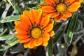 Gazania flower of Fuerteventura Royalty Free Stock Photo