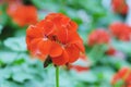 Beautiful orange geranium flower blooming in nature Royalty Free Stock Photo