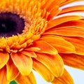 Beautiful orange gerbera daisy flower isolated close up Royalty Free Stock Photo