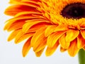 Beautiful orange gerbera daisy flower isolated close up Royalty Free Stock Photo