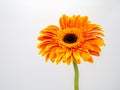 Beautiful orange gerbera daisy flower isolated on white background Royalty Free Stock Photo