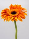 Beautiful orange gerbera daisy flower isolated on white background Royalty Free Stock Photo