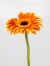 Beautiful orange gerbera daisy flower isolated on white background Royalty Free Stock Photo