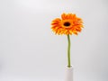 Beautiful orange gerbera daisy flower isolated on white background Royalty Free Stock Photo