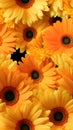 Beautiful orange gerbera flowers on black background. Close up Royalty Free Stock Photo