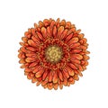 Beautiful orange gerbera isolated on white background. for greeting cards, wedding invitations, birthday, Valentine`s Day, mother