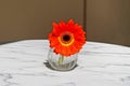 Orange gerbera in a small vase stands on the table Royalty Free Stock Photo