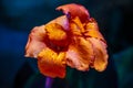 Beautiful orange gladiolus flower close upÃ¯Â¿Â¼V Royalty Free Stock Photo