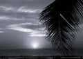 Black and white Palm tree branches , mexico, orange glow horizon, sunset over beach Royalty Free Stock Photo