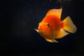 Beautiful orange goldfish koi fish in dark water