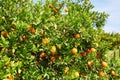 Beautiful orange grove in Northern Morocco Royalty Free Stock Photo