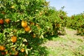 Beautiful orange grove in Northern Morocco Royalty Free Stock Photo