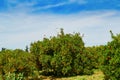 Beautiful orange grove in Northern Morocco Royalty Free Stock Photo