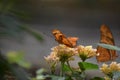 Beautiful Orange Gulf Fritillary Butterfly on Flowers