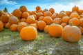 Beautiful orange Halloween pumpkins on sale at an outdoor farmers market. Royalty Free Stock Photo