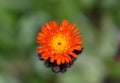 Beautiful orange hawkweed flower blooming near Iceland in the summer Royalty Free Stock Photo