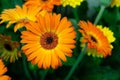 Beautiful orange herbera close-up Royalty Free Stock Photo