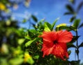 Orange hibiscus flower is blooming on bush in the garden Royalty Free Stock Photo