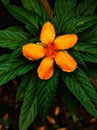 A beautiful orange Holy Rose flower