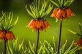 Beautiful orange imperial fritillaries growing in garden. Spring flower blossoms. Royalty Free Stock Photo