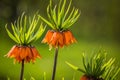 Beautiful orange imperial fritillaries growing in garden. Spring flower blossoms. Royalty Free Stock Photo