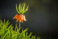 Beautiful orange imperial fritillaries growing in garden. Spring flower blossoms. Royalty Free Stock Photo