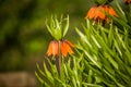 Beautiful orange imperial fritillaries growing in garden. Spring flower blossoms. Royalty Free Stock Photo