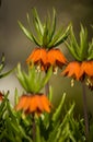 Beautiful orange imperial fritillaries growing in garden. Spring flower blossoms. Royalty Free Stock Photo