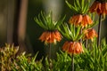 Beautiful orange imperial fritillaries growing in garden. Spring flower blossoms. Royalty Free Stock Photo