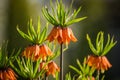 Beautiful orange imperial fritillaries growing in garden. Spring flower blossoms. Royalty Free Stock Photo
