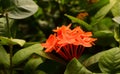 Beautiful orange ixora