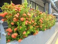 Beautiful orange ixora coccinea flowers blooming. Darwin, NT Australia.