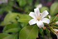 white flower