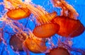 Beautiful orange jellyfish