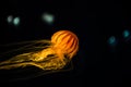 Beautiful Orange jellyfish or Pacific sea nettle or Chrysaora fuscescens motion dancing in the darkness of the sea