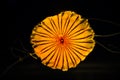 Beautiful Orange jellyfish or Pacific sea nettle or Chrysaora fuscescens motion dancing in the darkness of the sea Royalty Free Stock Photo